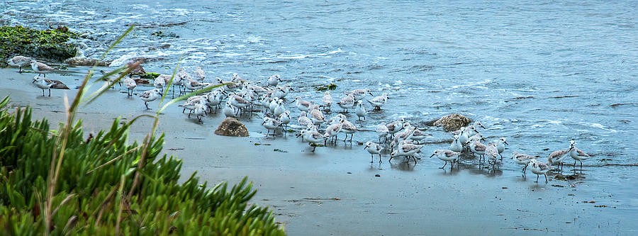 Sanderling Supper Photograph by Ginger Stein
