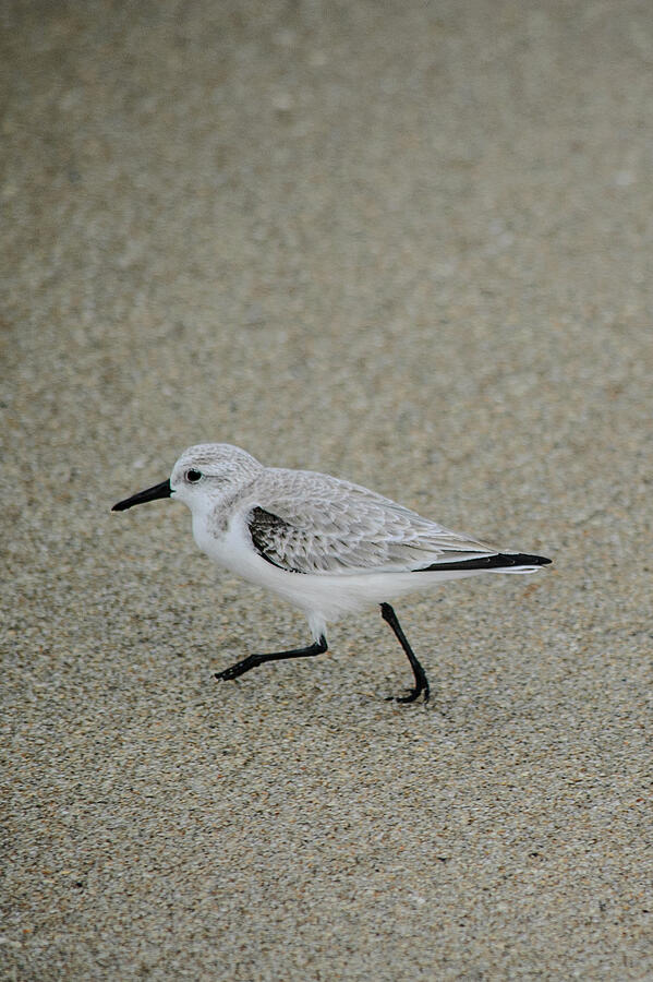 Sanderling Photograph by Thierry Lach Sanderling Photograph by Thierry Lach