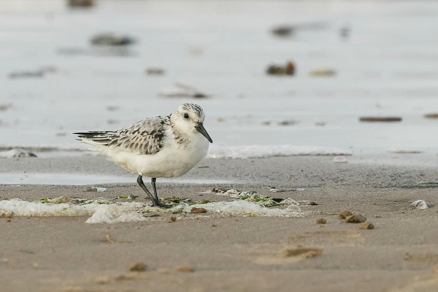 Sanderling Photograph by Wendy Cooper