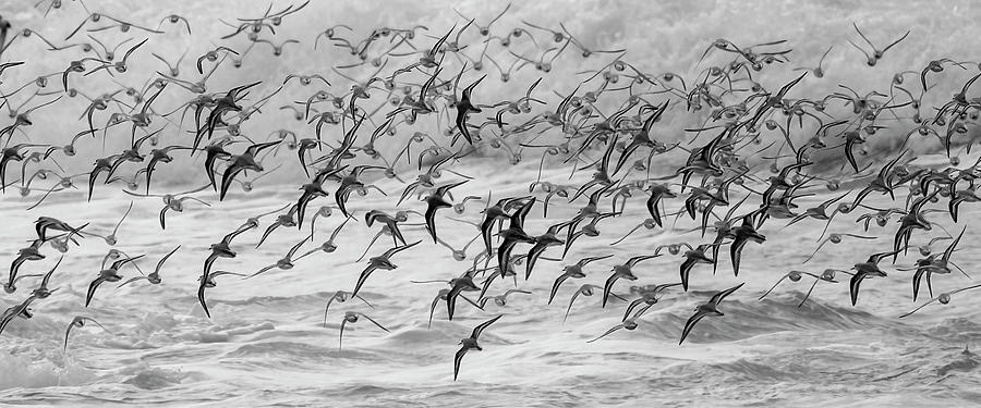 Sanderlings #1 Photograph by Carla Brennan