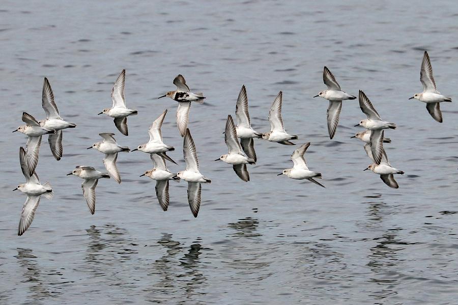 Sanderlings and Dunlin in Flight Photograph by Joseph Siebert - Fine ...