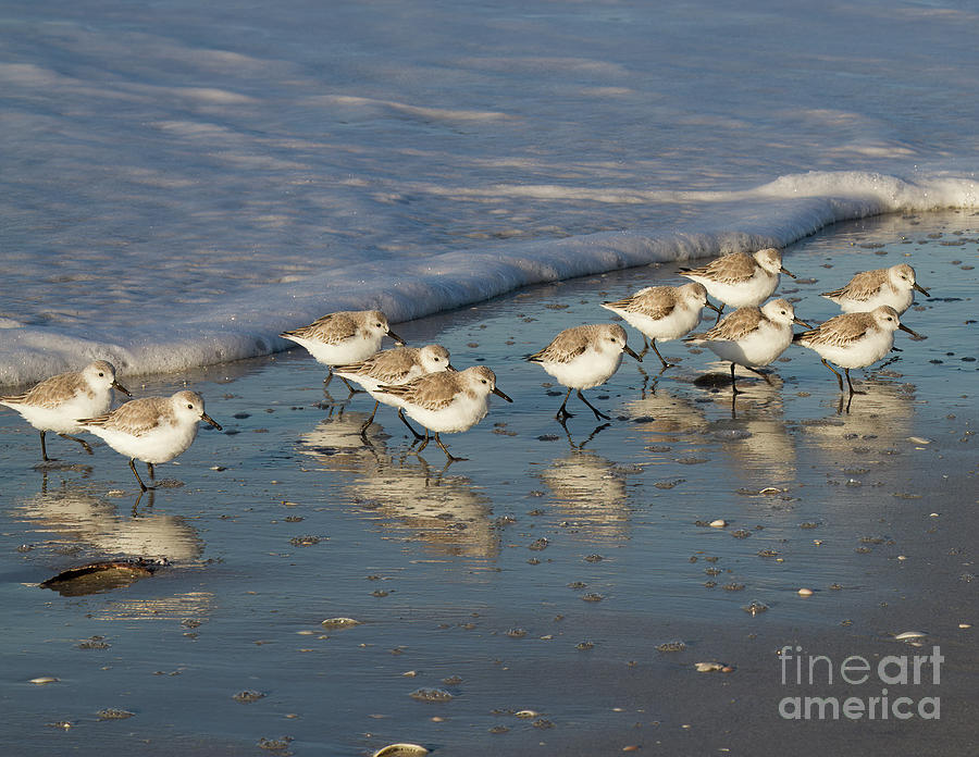 Sanderlings and Surf Photograph by Chris Scroggins
