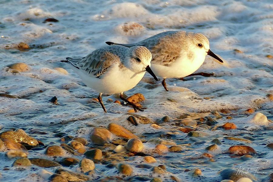 Sanderlings at Golden Hour Photograph by Mark Truman