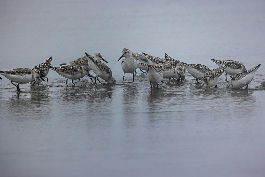 Sanderlings at the Beach Photograph by Scene by Dewey
