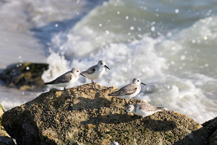 Sanderlings Hanging Out on a Rock Photograph by Mingming Jiang