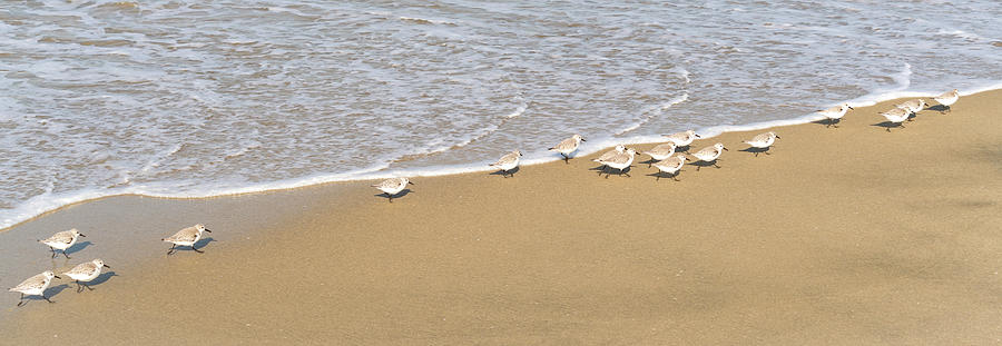Sanderlings On The Beach Photograph by Michael Hope