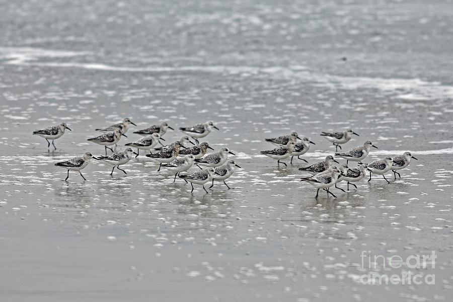 Sanderlings on the Beach Photograph by Natural Focal Point Photography