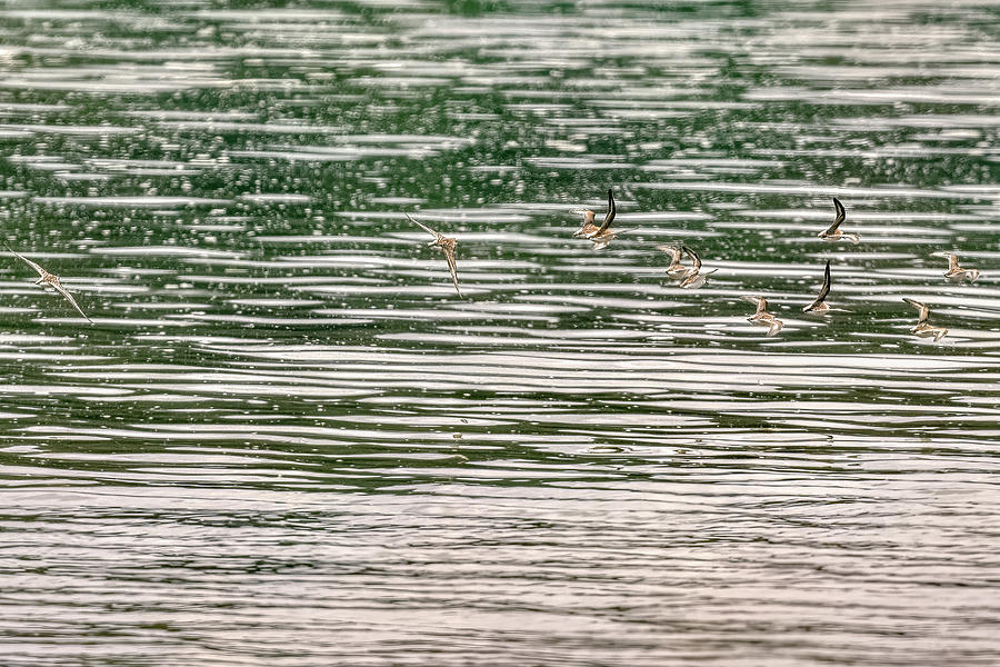 Sanderlings On The Wing Photograph by Timothy Anable