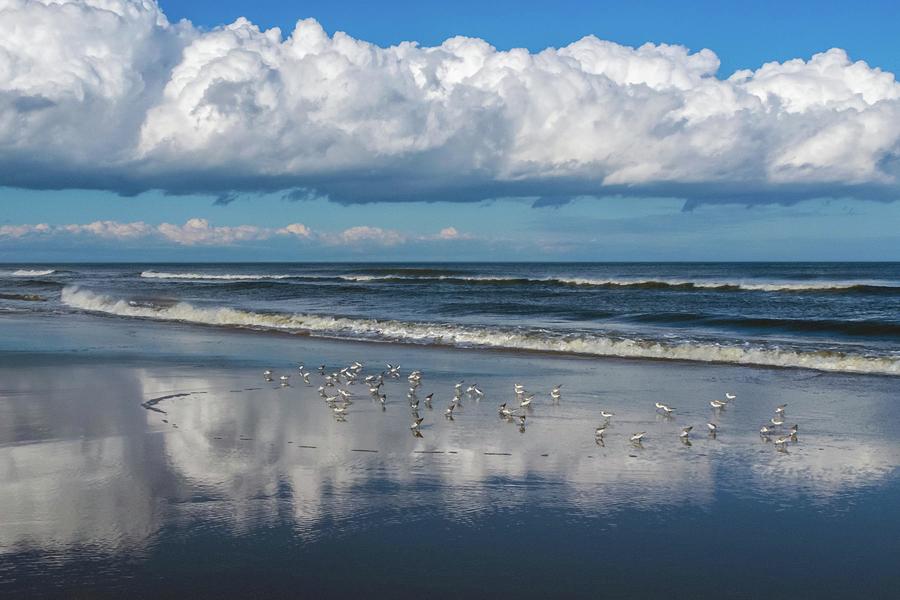 Sanderlings, Sea, and Sky Photograph by Liza Eckardt