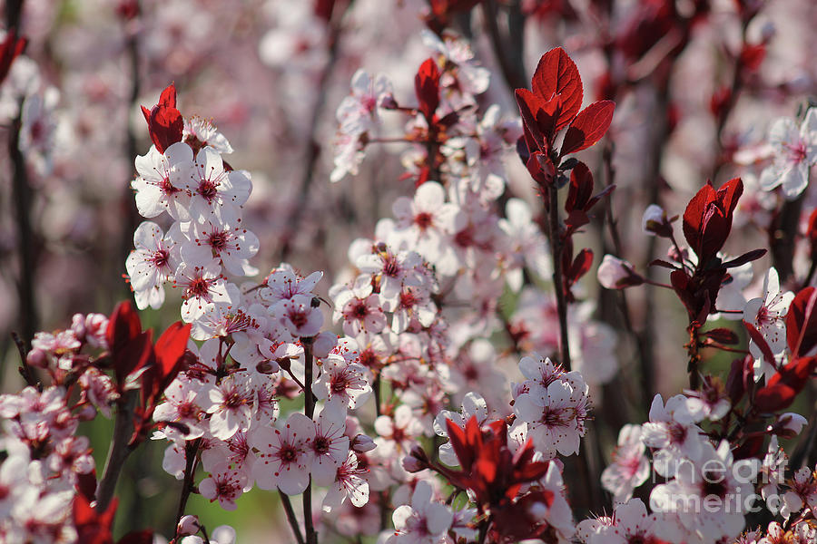 Sandhill Cherry Blossoms Photograph by E B Schmidt