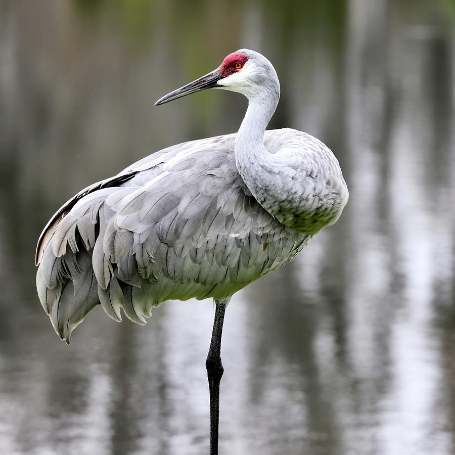 Sandhill Crane at Rest Photograph by Edward Meehan - Pixels