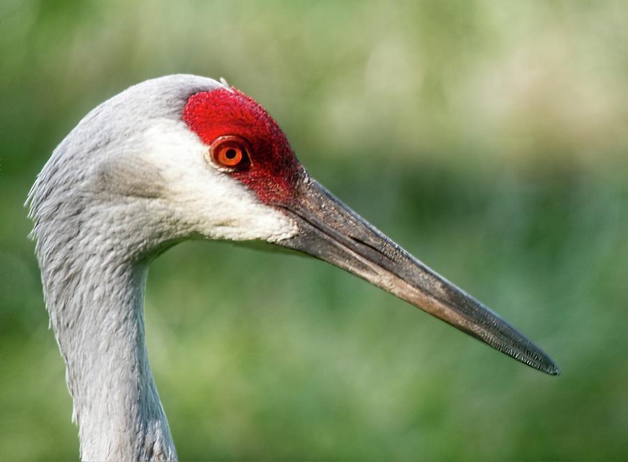 Sandhill Crane 11, Madison, Wisconsin Photograph by Steven Ralser ...