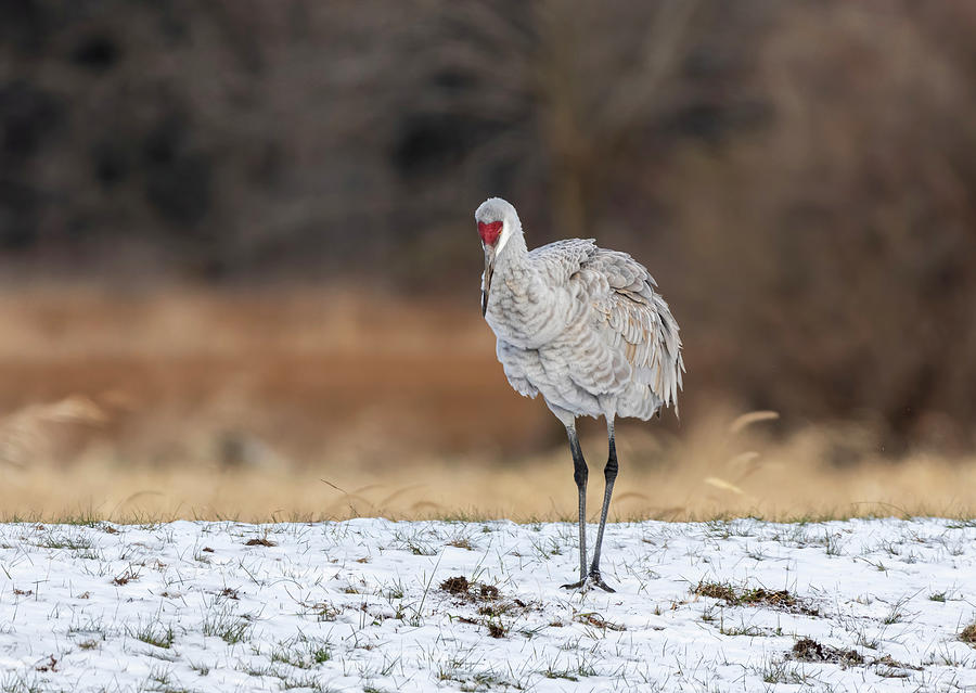 Sandhill Crane 2019-7 Photograph by Thomas Young