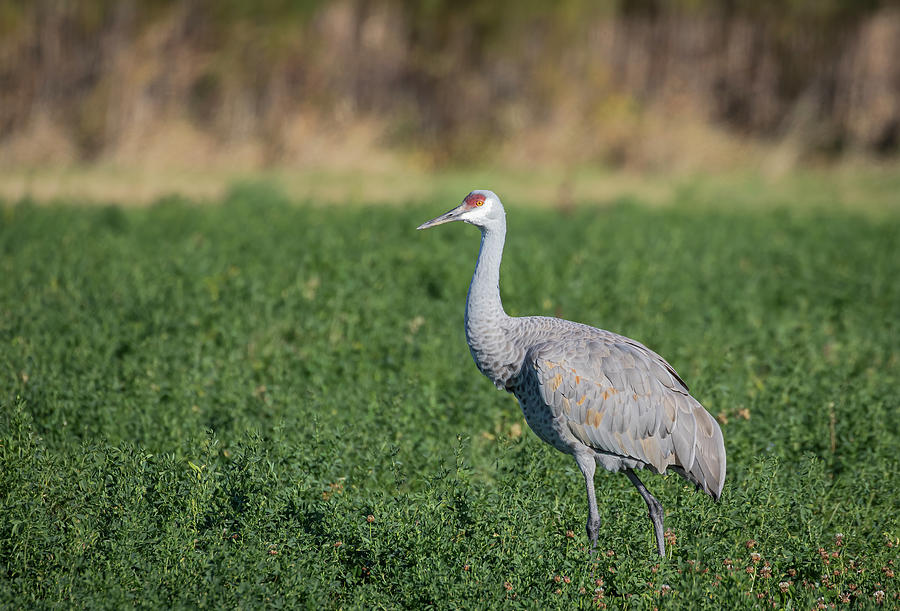 Sandhill Crane 2020-2 Photograph by Thomas Young