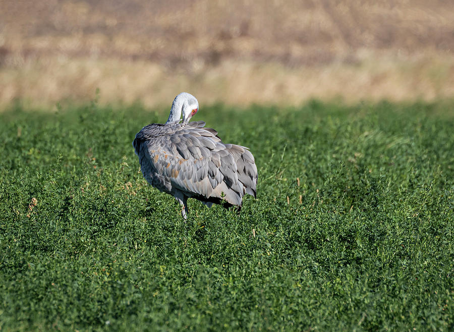 Sandhill Crane 2020-3 Photograph by Thomas Young