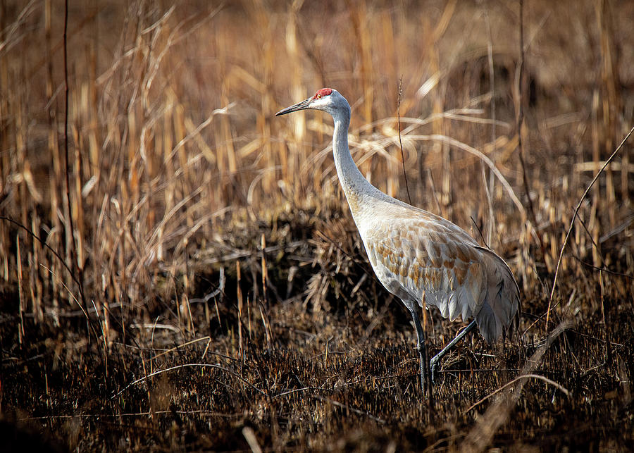 Sandhill Crane 6562 Photograph by Mike Brickl - Fine Art America