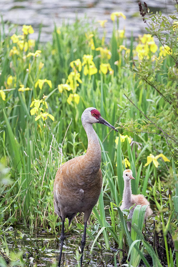 Sandhill Crane Adult and Chick Photograph by Michael Russell