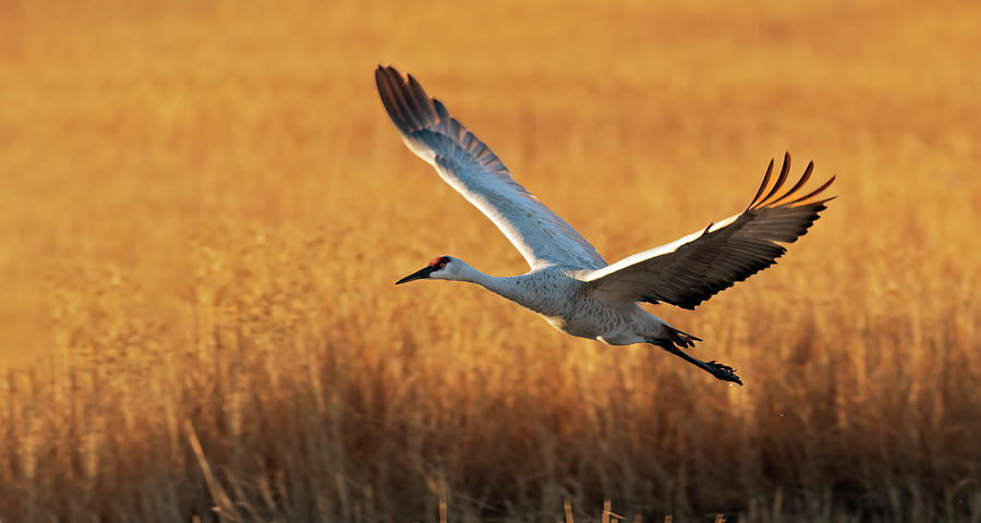Sandhill Crane after lift off Photograph by Gary Langley