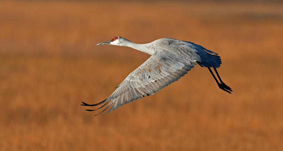 Sandhill Crane after take off Photograph by Gary Langley