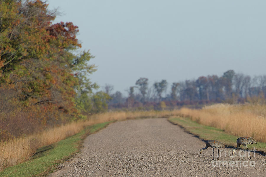 Sandhill Crane Along a Crex Meadows Road Photograph by Natural Focal Point Photography