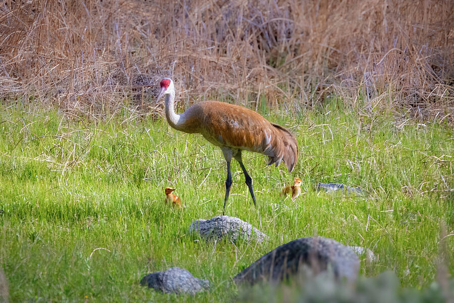 Sandhill Crane and Colts Photograph by Tim Stanley Sandhill Crane and Colts Photograph by Tim Stanley