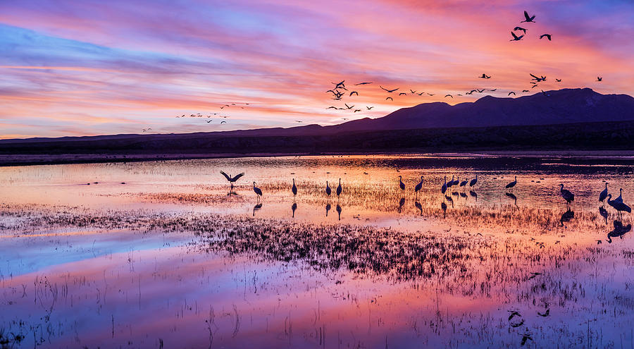 Sandhill crane, Antigone canadensis, birds and lake at sunset, Bosque del Apache National Wildlife Photograph by Panoramic Images