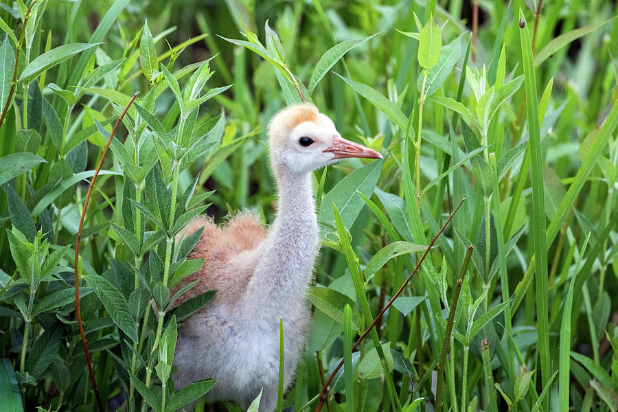 Sandhill Crane Chick - Antigone canadensis Photograph by Michael Russell