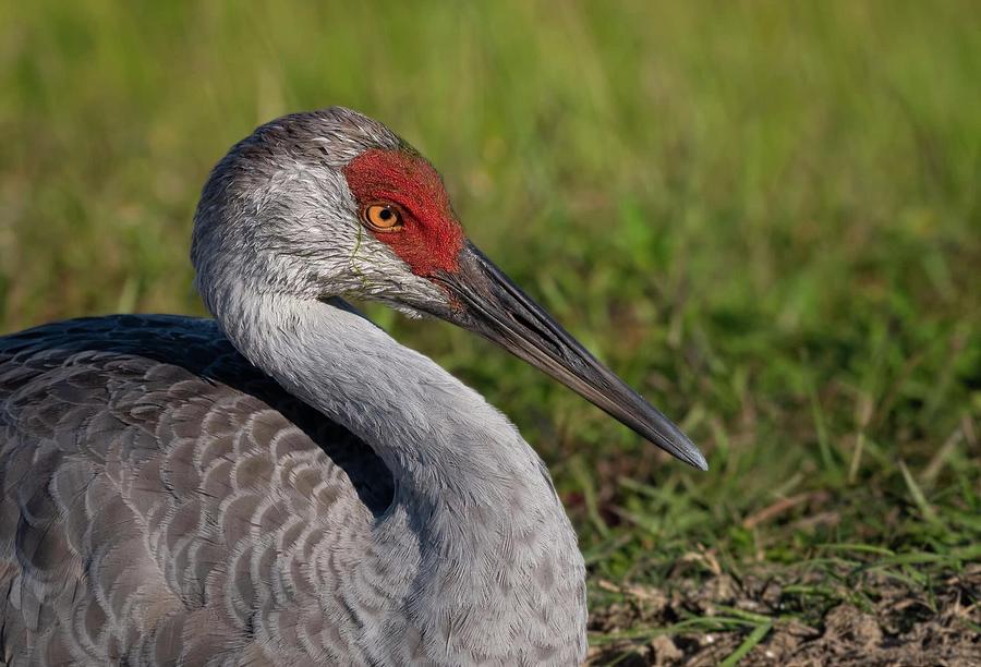 Sandhill Crane Art Print Photograph by Bradley Mullins - Fine Art America