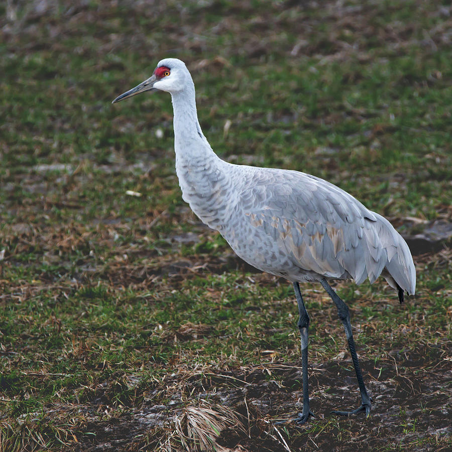 Sandhill Crane at Long Point 01 Photograph by Judy Tomlinson - Fine Art ...