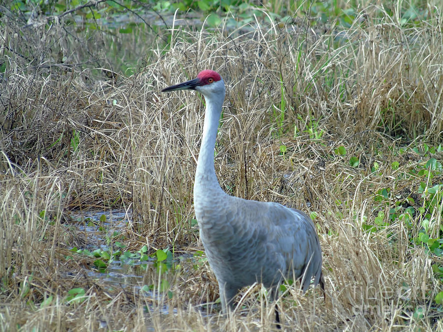 Sandhill Crane At The Pond Photograph by D Hackett