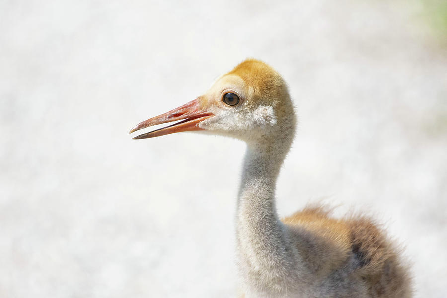 Sandhill Crane Baby Photograph by Rebecca Herranen