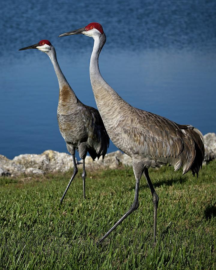 Sandhill Crane breeding pair Photograph by Ronald Lutz