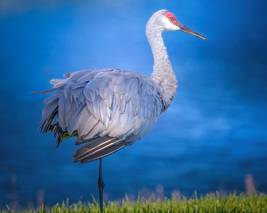 Sandhill Crane by the River Photograph by Mark Andrew Thomas
