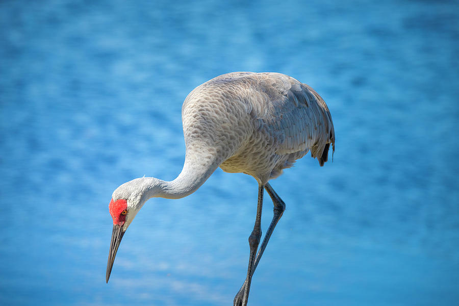 Sandhill Crane by the Shore Photograph by Mark Andrew Thomas