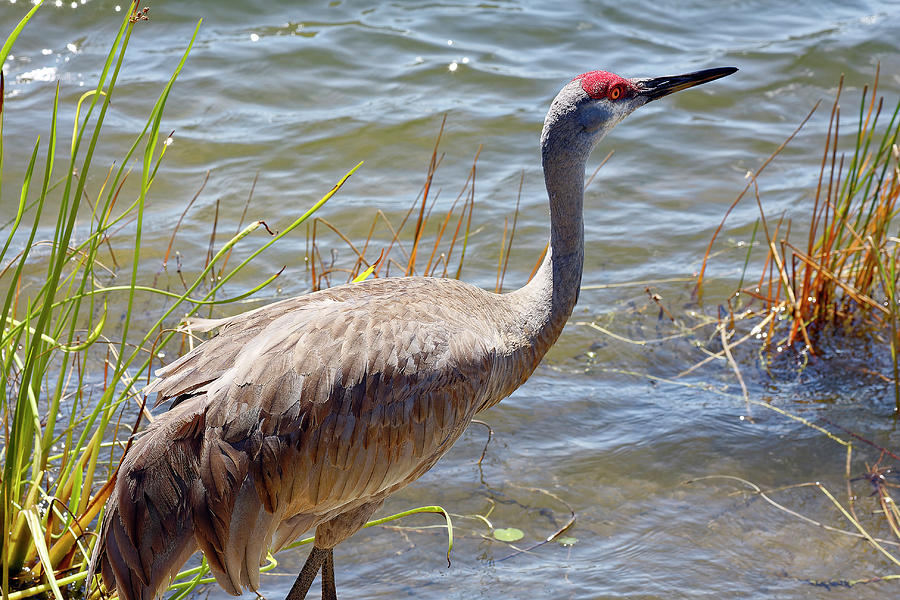 Sandhill Crane by Water Photograph by Sally Weigand