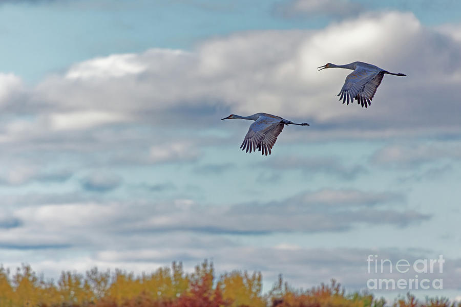 Sandhill Crane Calling over Crex Meadows Photograph by Natural Focal Point Photography