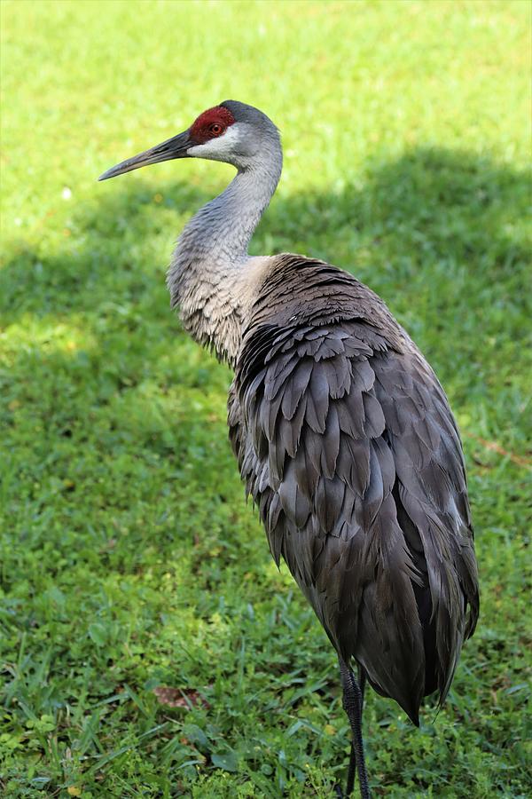 Sandhill Crane Catching Morning Shade Photograph By Randy White - Fine 