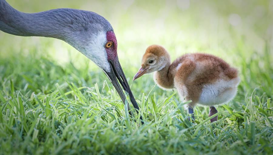 Sandhill Crane Chick and Mom Photograph by Fran Gallogly