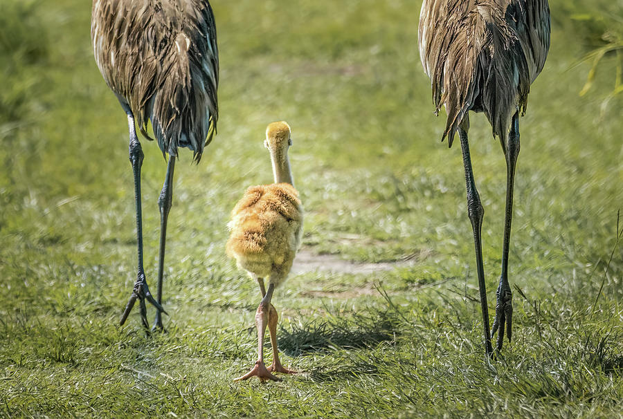 Sandhill Crane Chick Family Photograph by Rebecca Herranen
