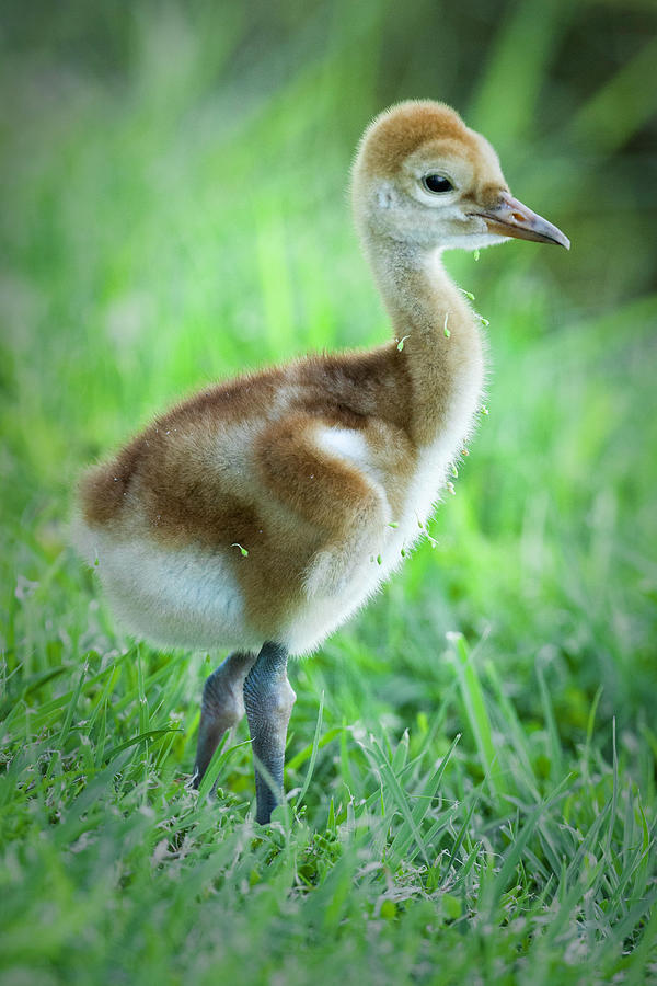Sandhill Crane Chick Photograph by Fran Gallogly