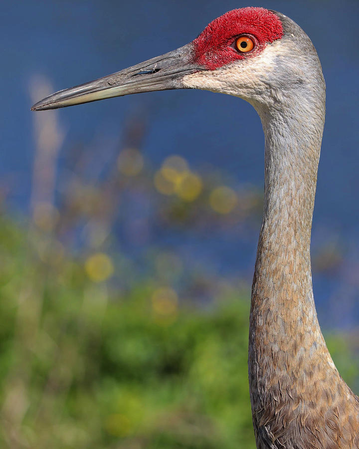 Sandhill crane closeup Photograph by Jeni Tirnauer - Pixels