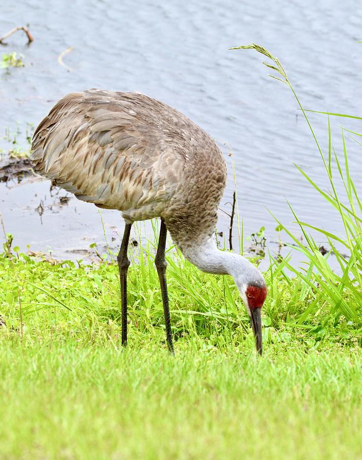 Sandhill Crane Color Photograph by Warren Thompson