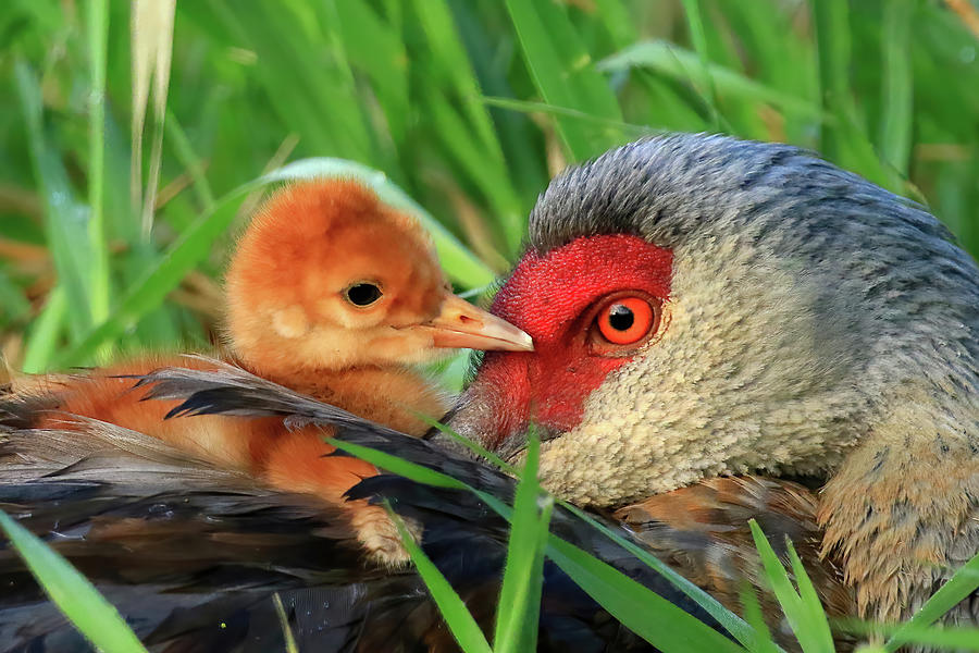 Sandhill Crane Colt in an Intimate Moment with Mom Photograph by Shixing Wen