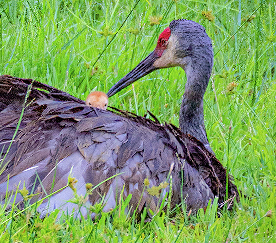 Sandhill Crane Colt Photograph by Madlyn Blom - Fine Art America