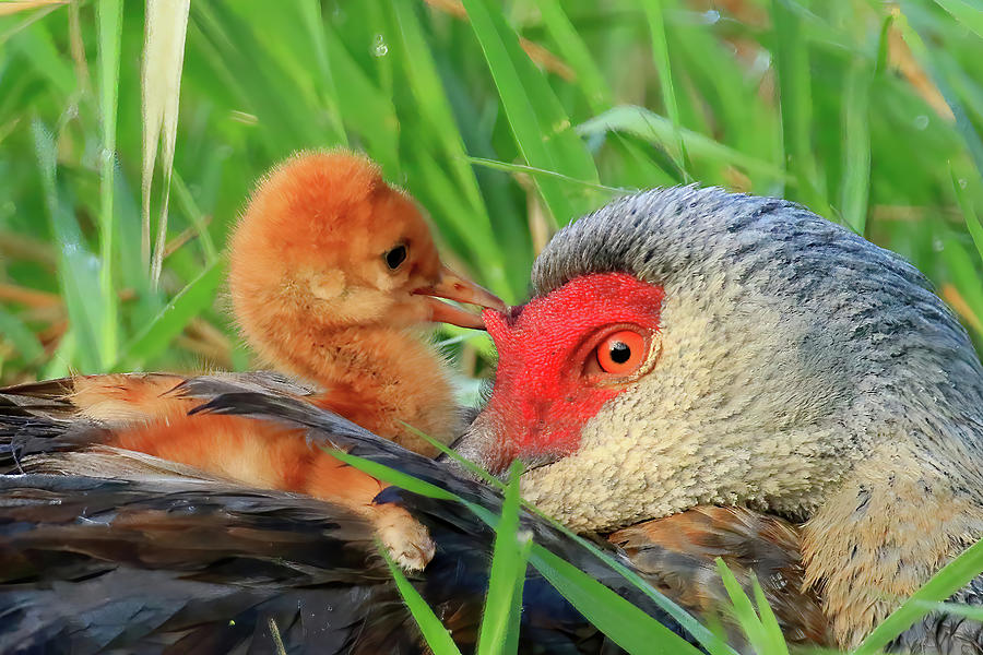 Sandhill Crane Colt Playing with the Red Skin on Moms Head Photograph by Shixing Wen