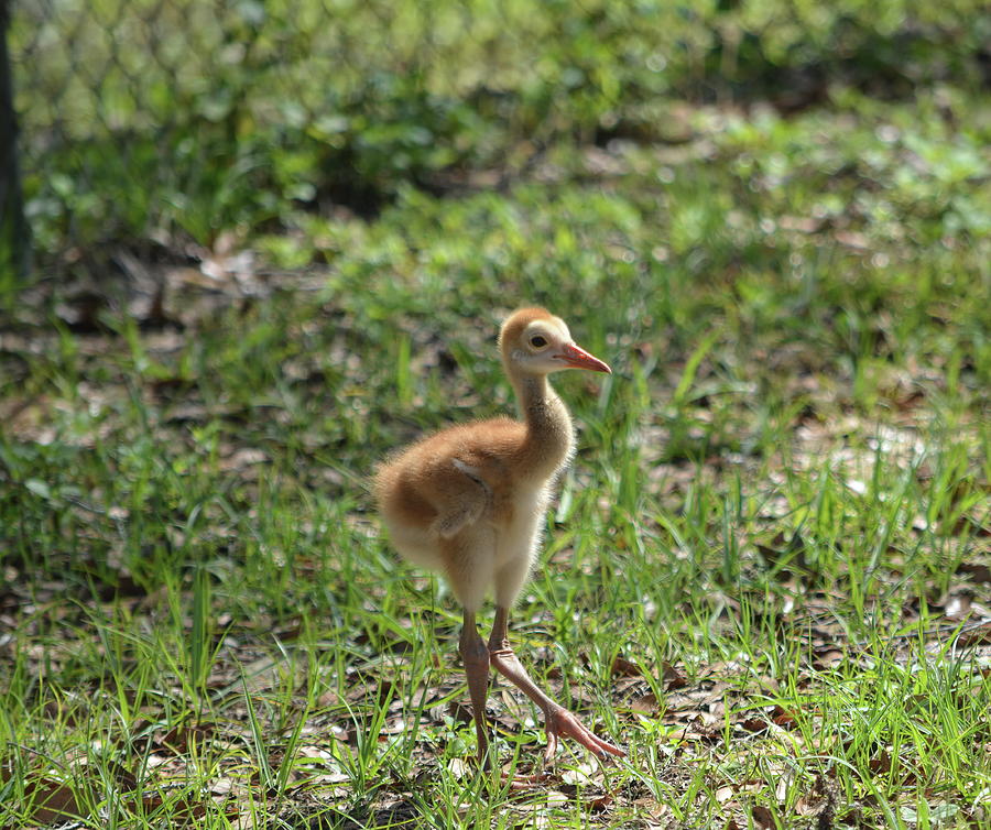 Sandhill Crane Colt Stepping Photograph by Aimee L Maher ALM GALLERY