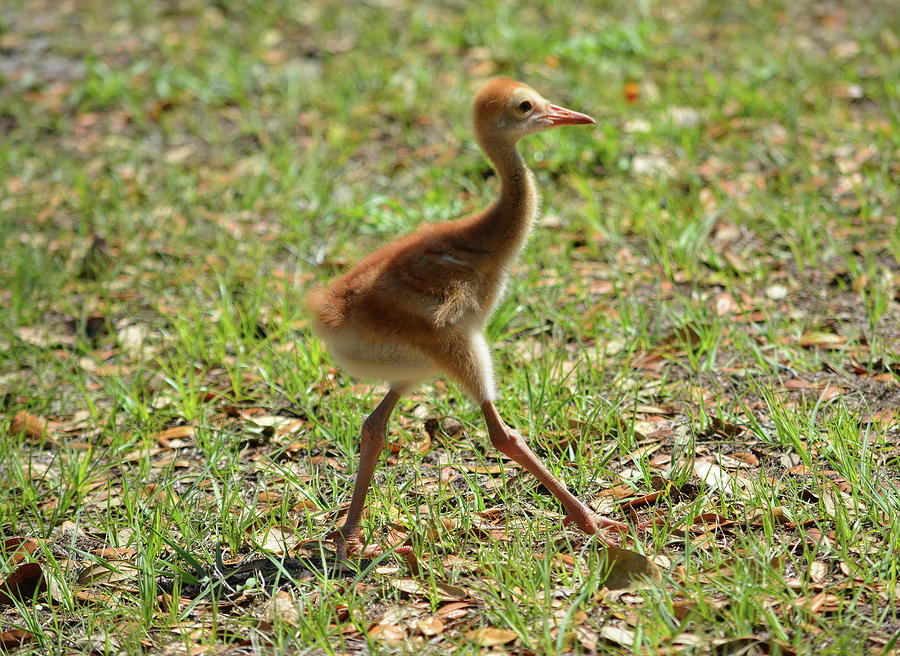 Sandhill Crane Colt Walking Photograph by Aimee L Maher ALM GALLERY