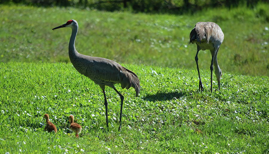Sandhill Crane Colts With Parents Photograph by Aimee L Maher ALM GALLERY