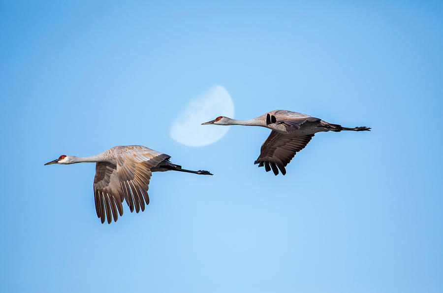Sandhill crane couple in flight Photograph by Lynn Hopwood
