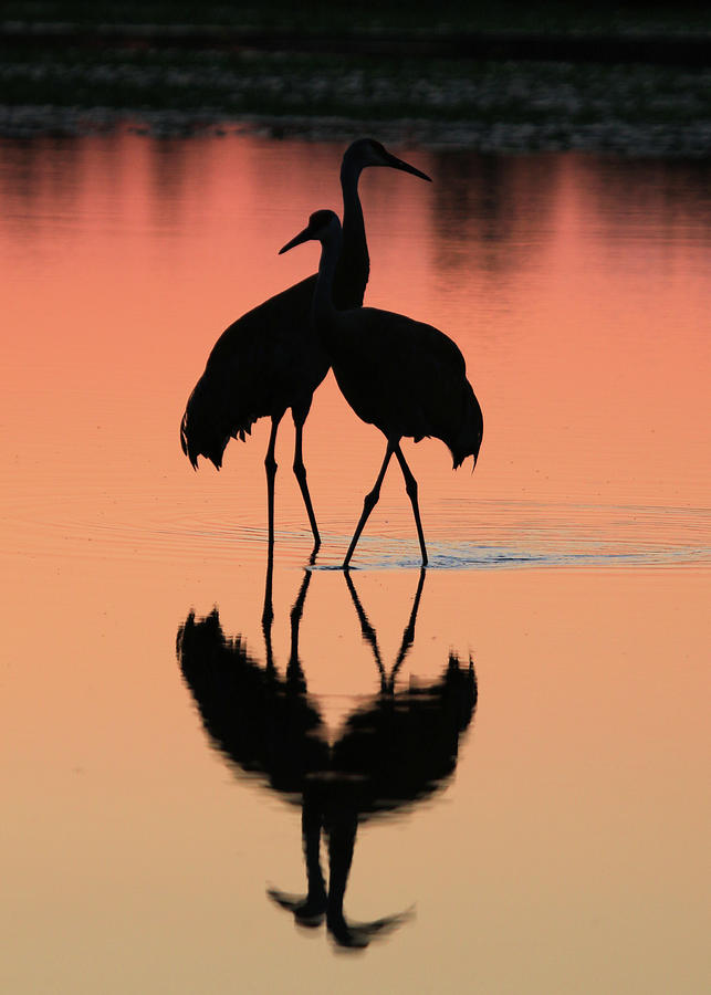 Sandhill Crane couple in sunset Photograph by Shixing Wen